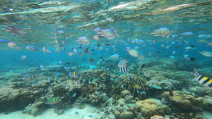 魚も珊瑚も潜ったらすぐそこに