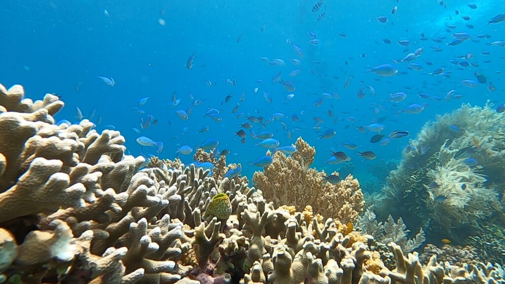 透明度も良くて３６０度魚