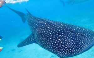 セブ島オスロブで撮影したジンベイザメの写真